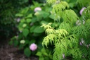 SARLLACE_20130701174512.jpg