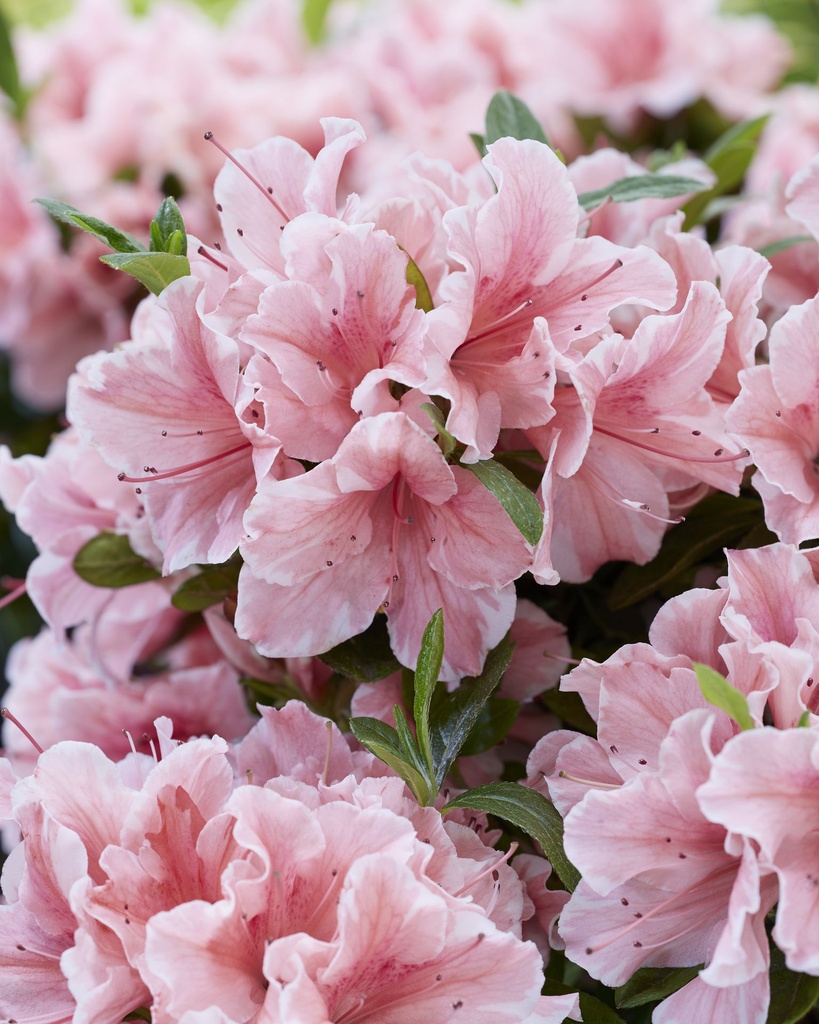 RHEASUNB_20190509155540.jpg