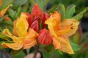 RHGEMBER_20080516104049.jpg