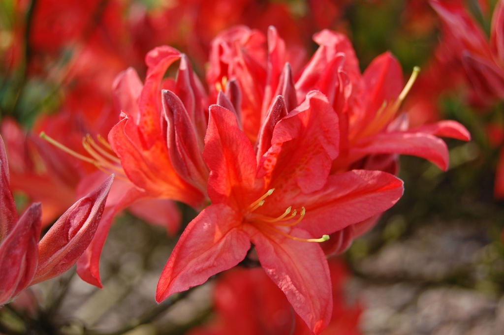 RHKBRED_20090428152657.jpg