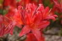 RHKBRED_20090428152657.jpg