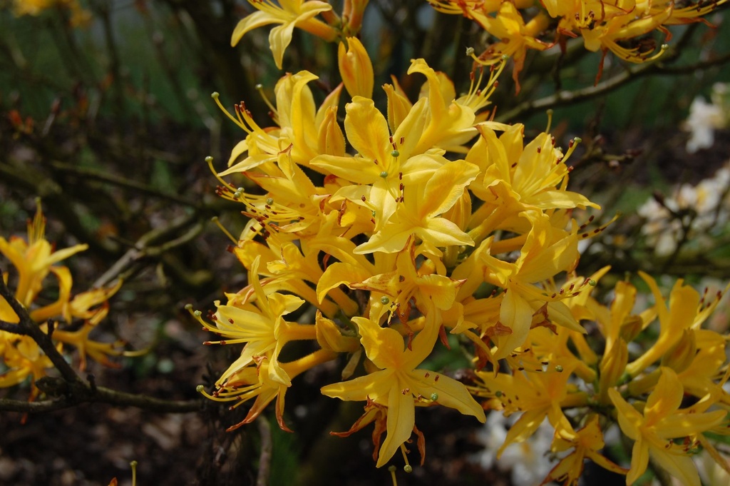 RHLUTEUM_20100518150347.jpg