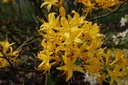 RHLUTEUM_20100518150347.jpg