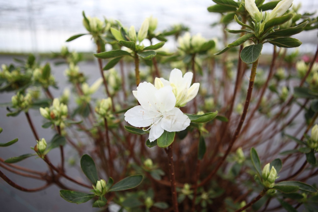 RHLUZI_20220401152007.JPG