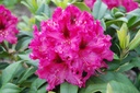 RHMFORTE_20080527105741.jpg