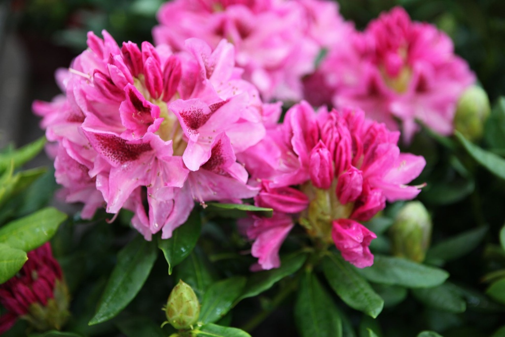 RHMHECKE_20220401110603.JPG