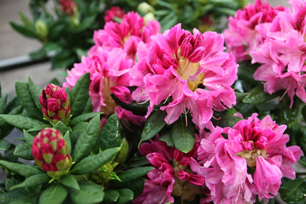 RHMHECKE_20220401110741.JPG