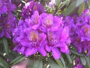 RHMMENAR_19800101000245.jpg