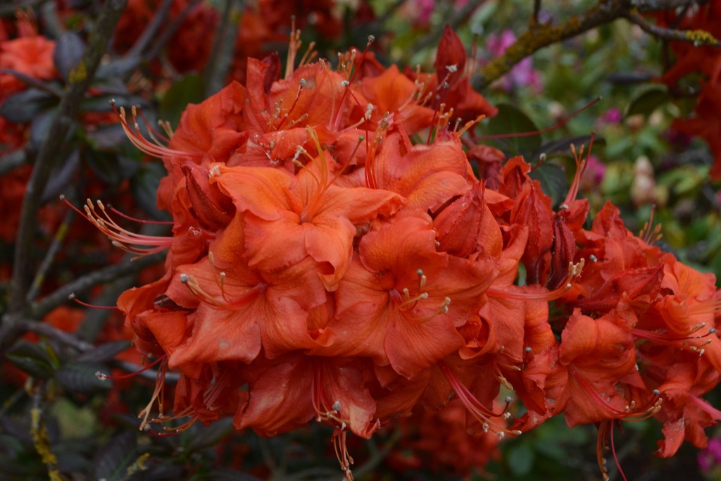 RHNABUCC_20150528110000.jpg