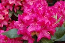RHNZEMBL_20080523091927.jpg