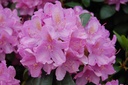 RHRELEGA_20080527105538.jpg