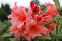 RHTORANG_20080527110738.jpg