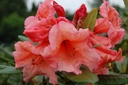 RHTORANG_20080527110758.jpg