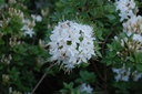 RHVISCOS_20100612212445.jpg
