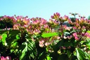 VIPPINKI_20190515095310.jpg