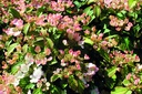 VIPPINKI_20190515095519.jpg