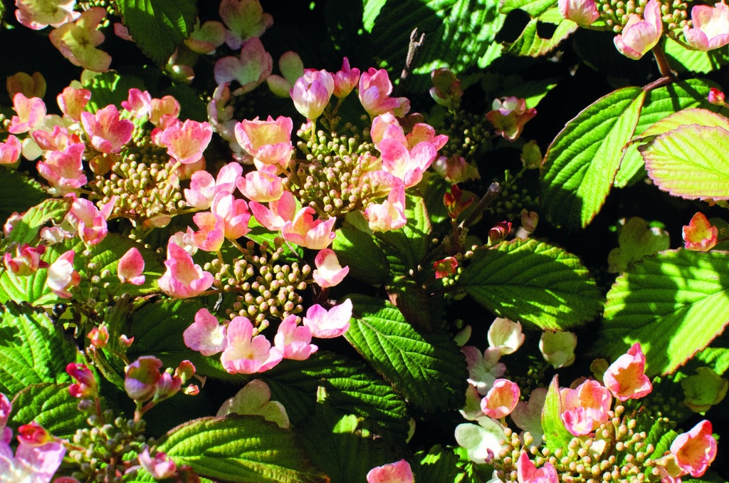VIPPINKI_20190515095555.jpg