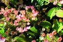 VIPPINKI_20190515095555.jpg