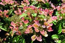 VIPPINKI_20190515095654.jpg