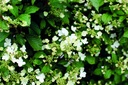 VIPSHIRO_20190506141248.jpg