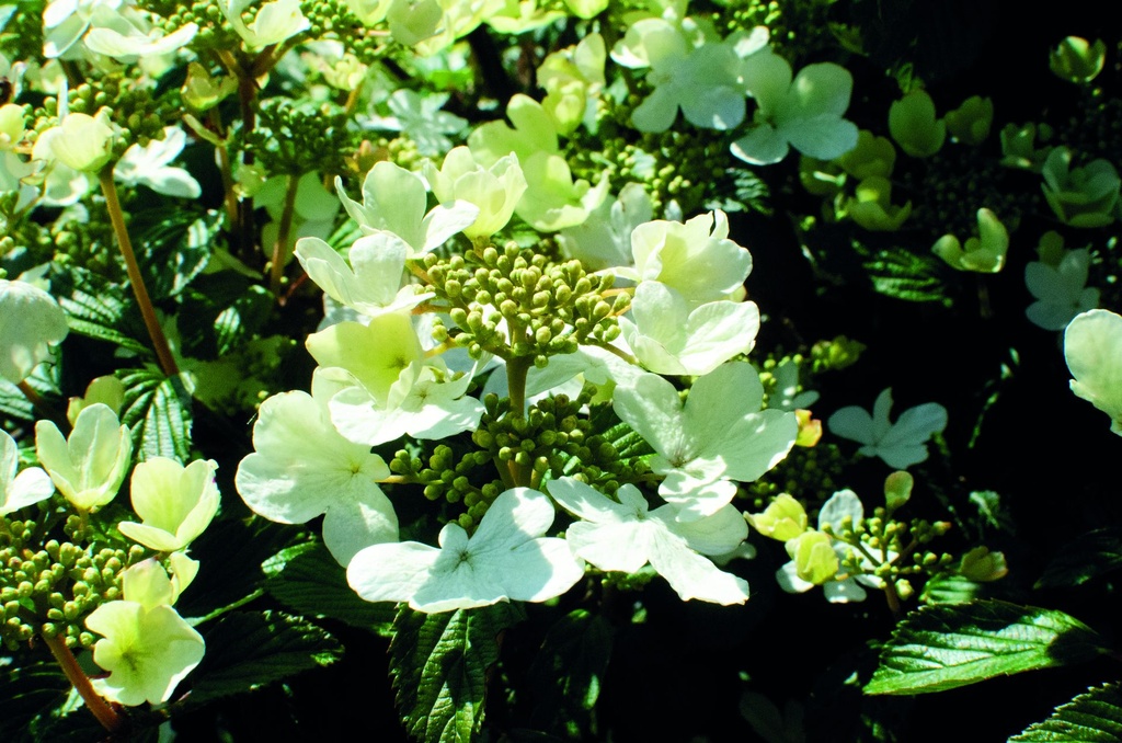 VIPSHIRO_20190515094357.jpg
