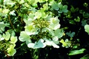 VIPSHIRO_20190515094357.jpg
