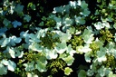 VIPSHIRO_20190515094455.jpg