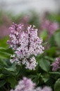 SYLLADY_20120411232119.jpg