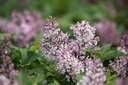 SYLLADY_20180501232930.jpg