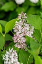 SYLLADY_20210506095519.jpg