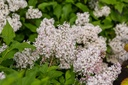 SYLLADY_20210506095743.jpg