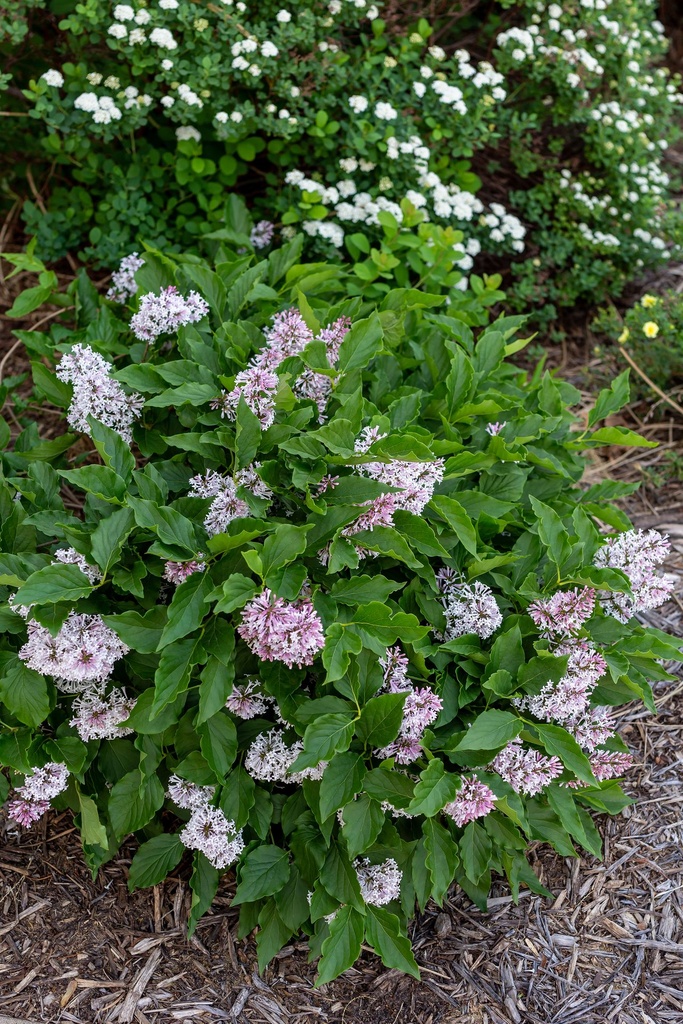 SYLLADY_20210526110808.jpg