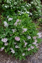 SYLLADY_20210526110808.jpg