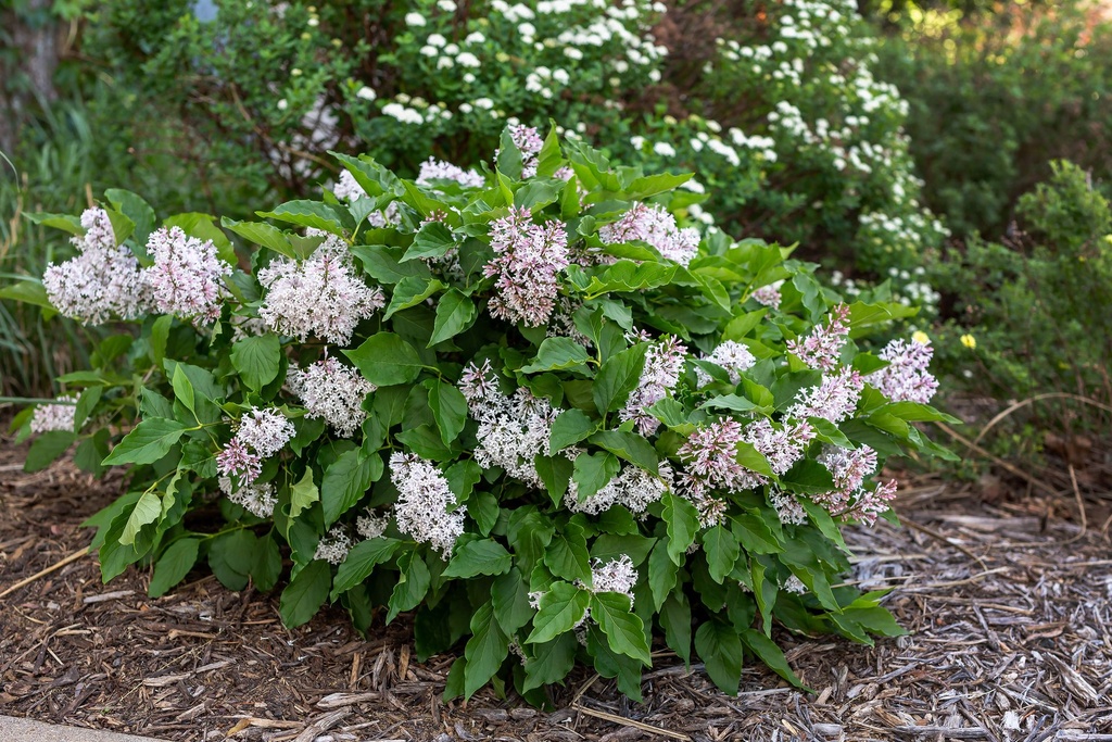 SYLLADY_20210526110835.jpg