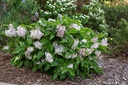 SYLLADY_20210526110835.jpg