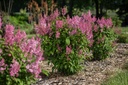 SYPINKTI_20200603083434.jpg
