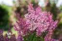 SYPINKTI_20200603084109.jpg