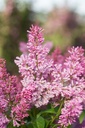 SYPINKTI_20200603084234.jpg