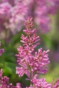 SYPINKTI_20200603084453.jpg
