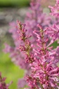 SYPINKTI_20200603084929.jpg