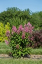 SYPINKTI_20200603085252.jpg