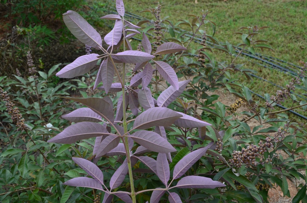 VIACFSID_20151028224606.JPG