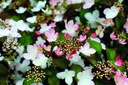 VIPPINKA_20190506140205.jpg