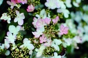 VIPPINKA_20190506140302.jpg