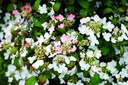 VIPPINKA_20190506140413.jpg