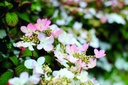 VIPPINKA_20190506140600.jpg