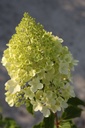 HYPPBEAR_20250702080929.JPG