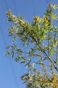 ACPSCOLO_20250630090031.JPG