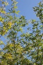 ACPSCOLO_20250630090032.JPG