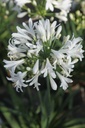 AGWWHITE_20250630094950.JPG